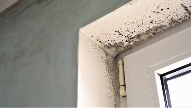Best Flood Damage  in Winters, TX