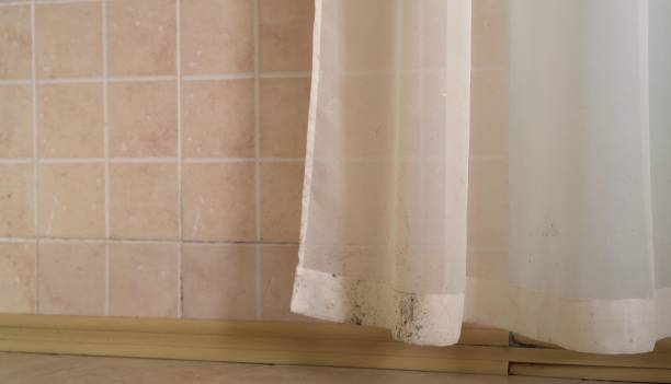 Professional Mold Removal in Winters, TX