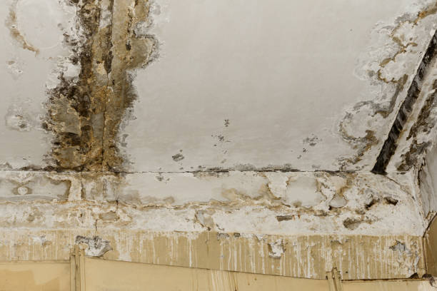 Best Real Estate Mold Inspection  in Winters, TX
