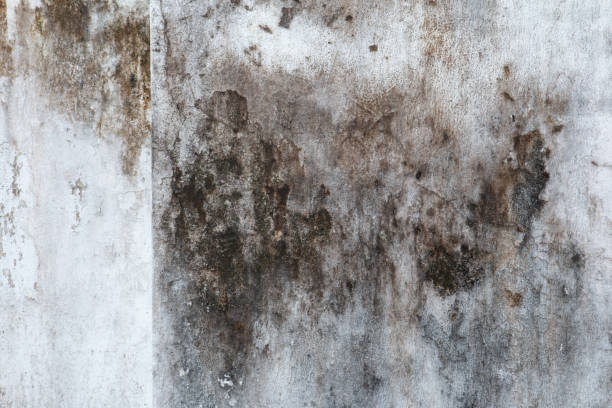 Best Water Damage & Mold Remediation  in Winters, TX