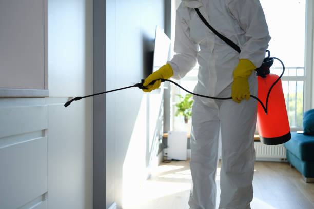 Best Basement Mold Removal  in Winters, TX