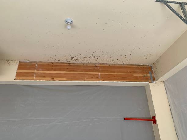 Best Attic Mold Removal  in Winters, TX
