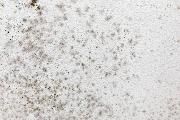 Best Air Quality Testing for Mold Spores  in Winters, TX