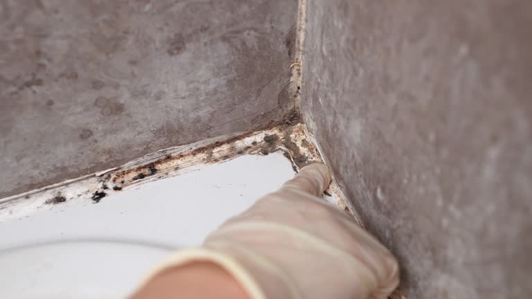 Best Post-Construction Mold Inspection  in Winters, TX